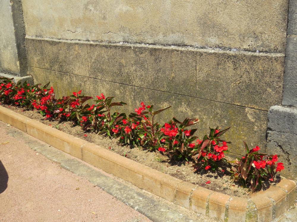 Entretien fleurs et arbustes mairie de St Clément de vers