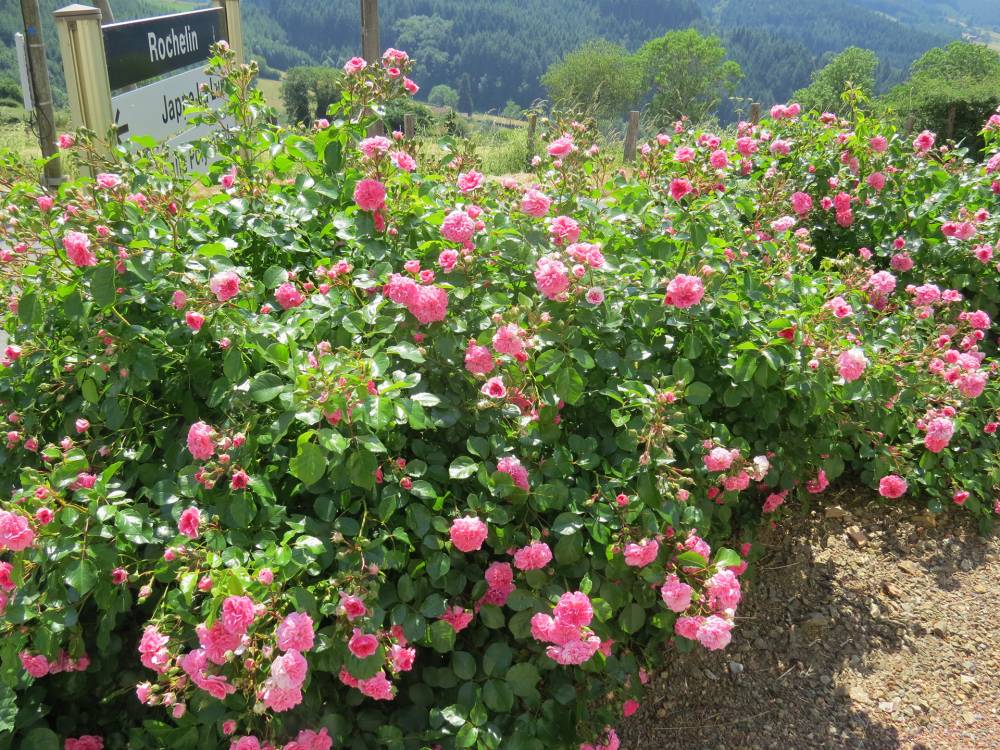 Entretien fleurs et arbustes mairie de St Clément de vers
